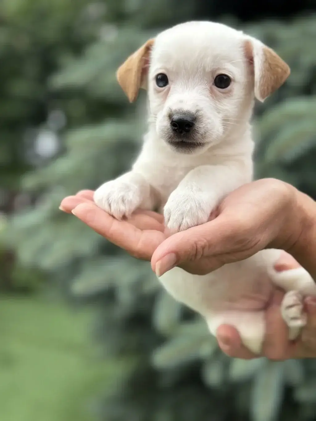 Сияющий бриллиант Яшма любимая