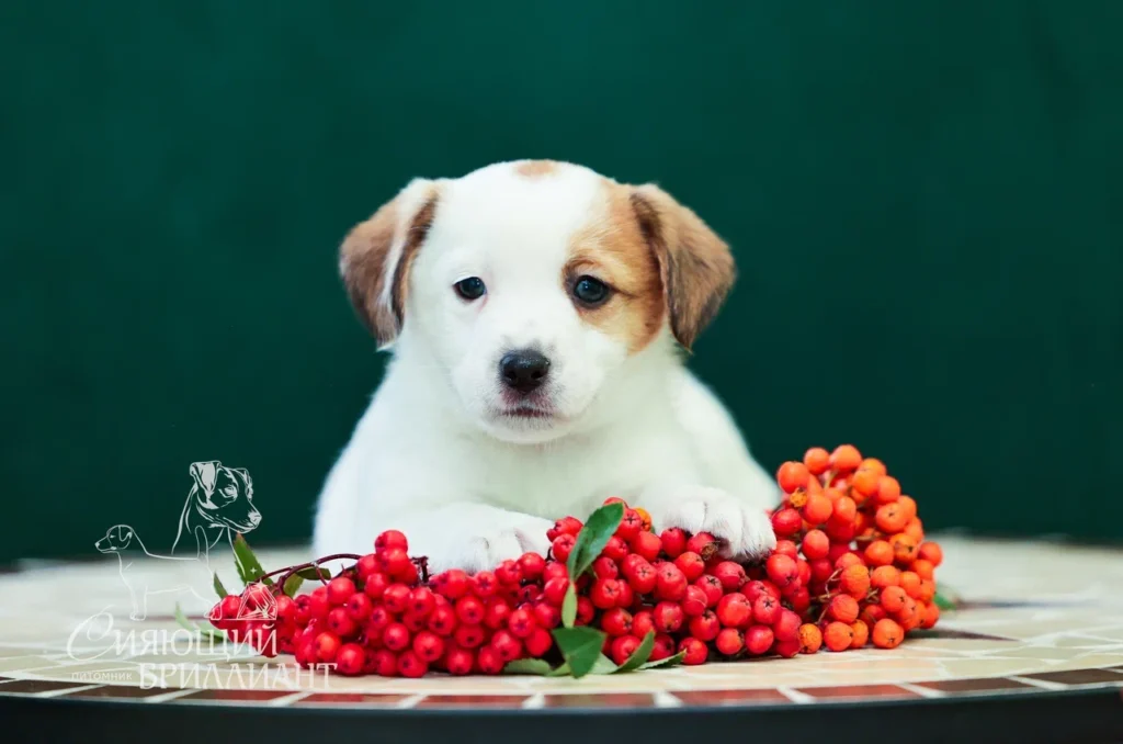 Сияющий бриллиант Гром