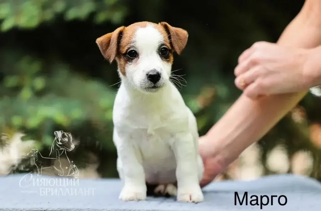 Сияющий бриллиант Марго-Мия