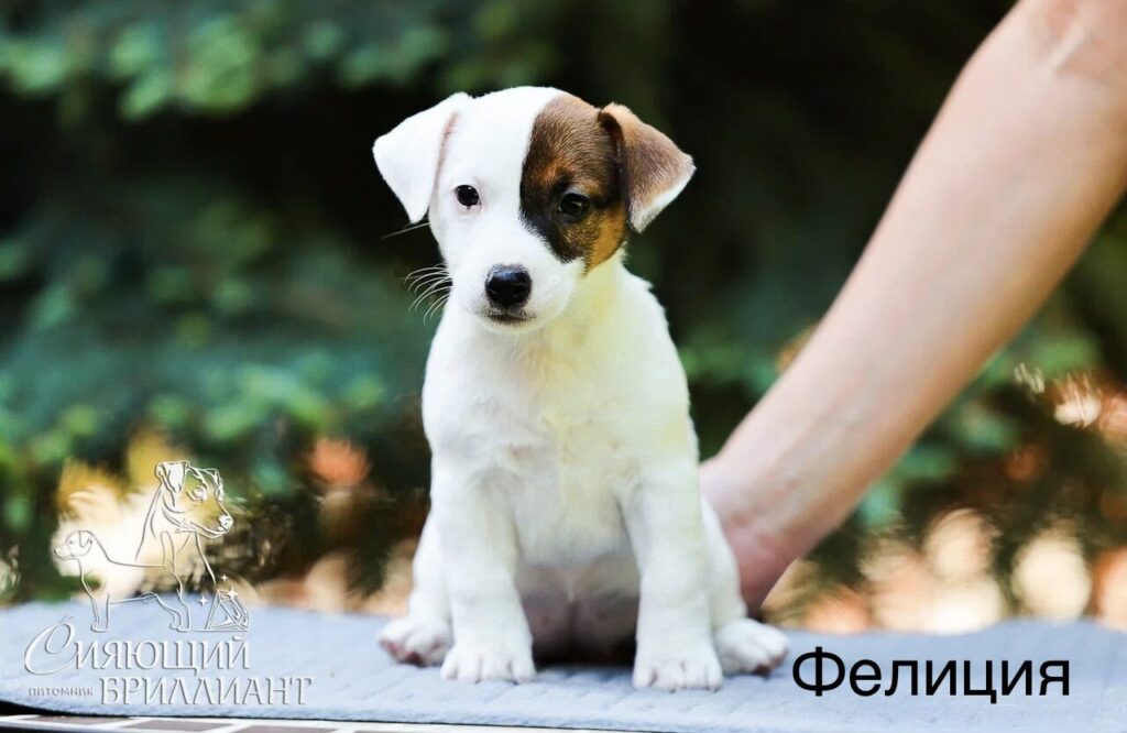 Сияющий бриллиант Фила