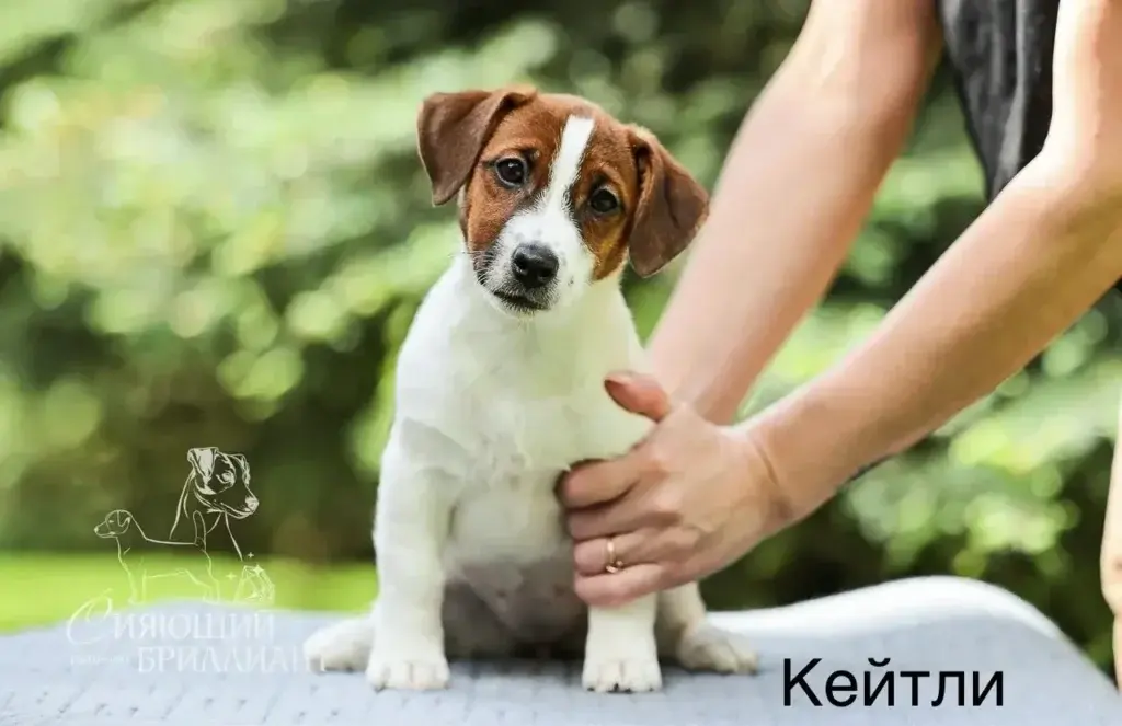 Сияющий бриллиант Кейтли