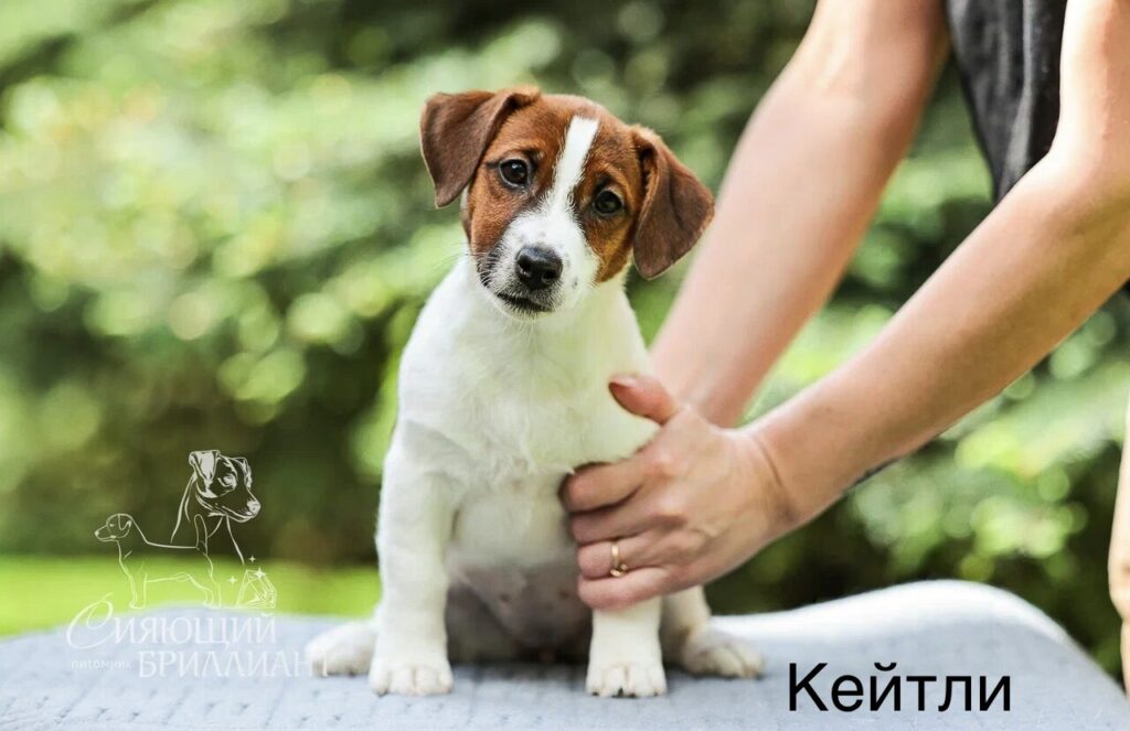 Сияющий бриллиант Кейтли