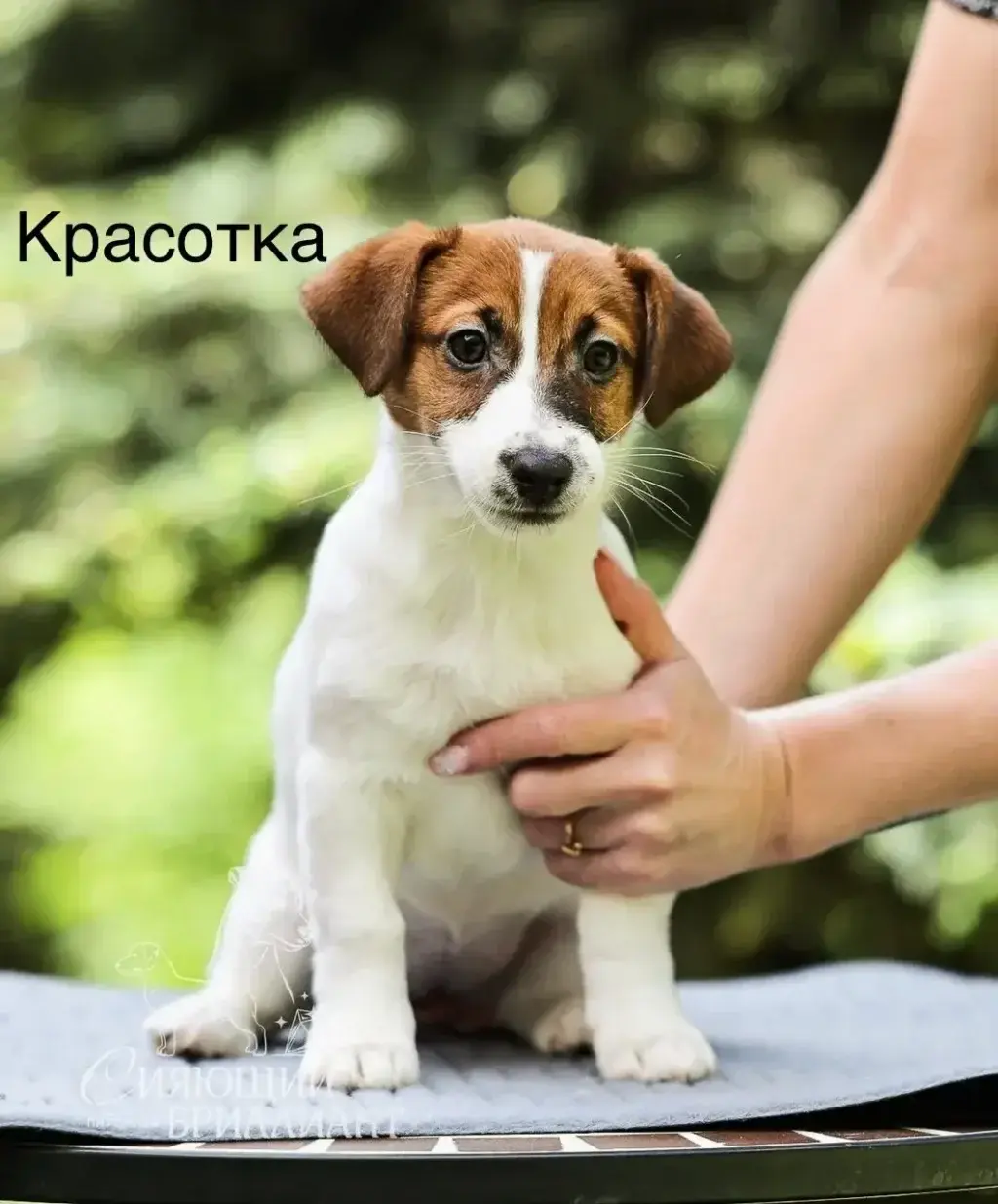 Сияющий бриллиант Красотка